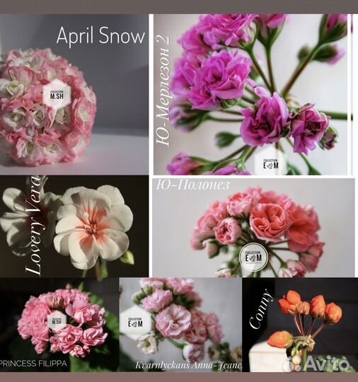 Пеларгония герань (сортовые)