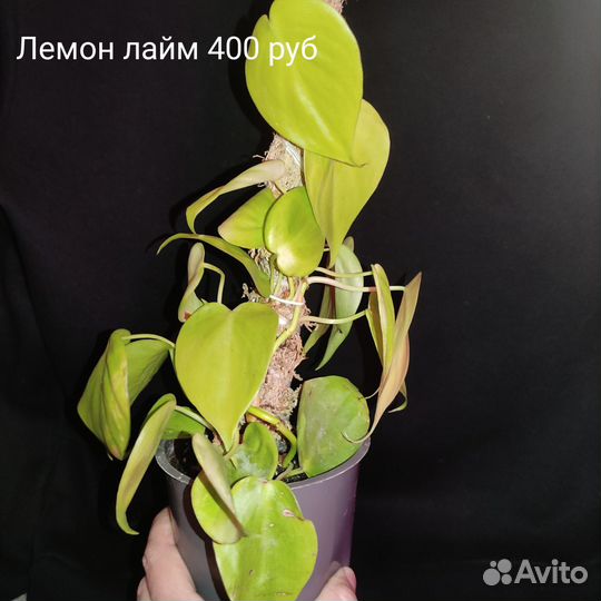 Комнатные растения