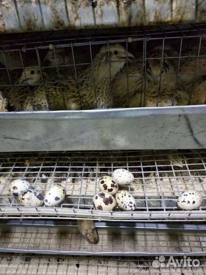 Перепела молодняк и инкубационные яйца
