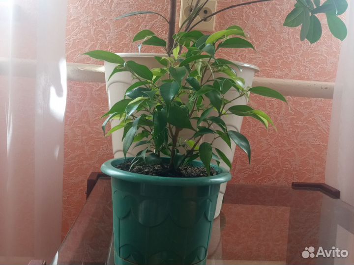 Бенджамина