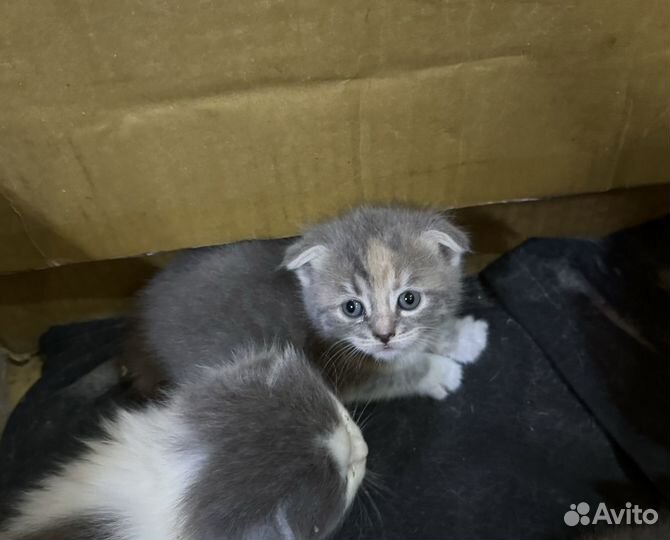 Отдам вислоухих котят в добрые руки