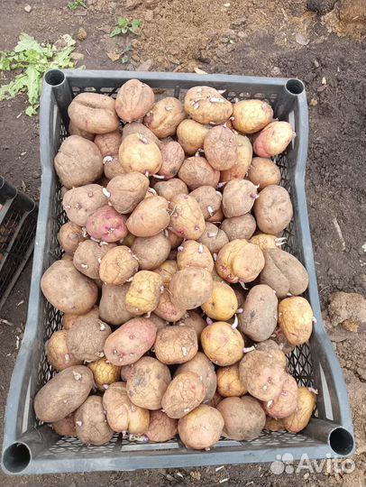 Семенной картофель