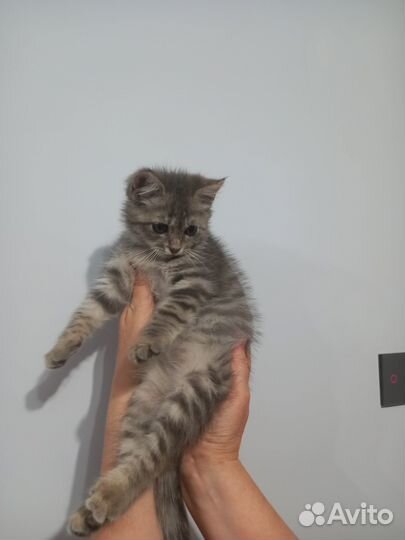 Котик в добрые руки