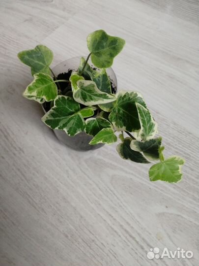 Плющ Хедера Ева (вар), обыкновенный, Чикаго