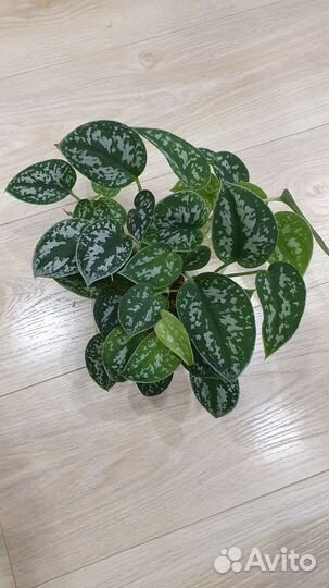 Сциндапсус