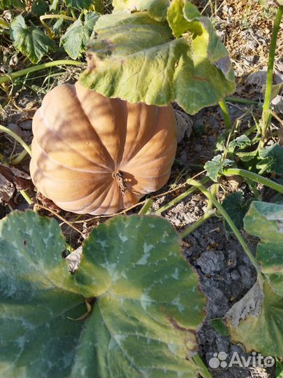 Тыква оптом