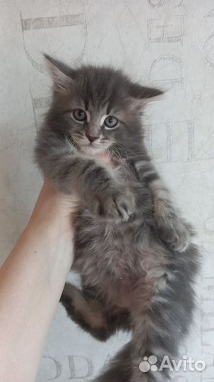 Мейн-кун
