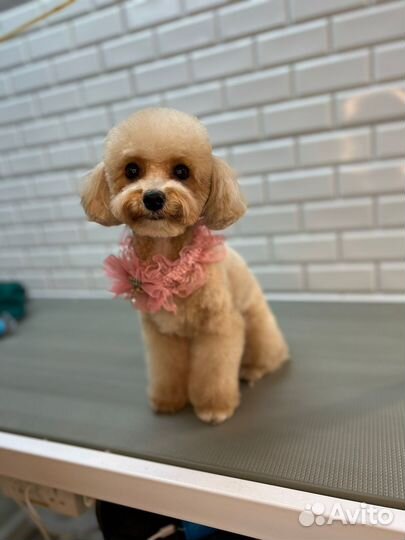 Стрижка собак и кошек