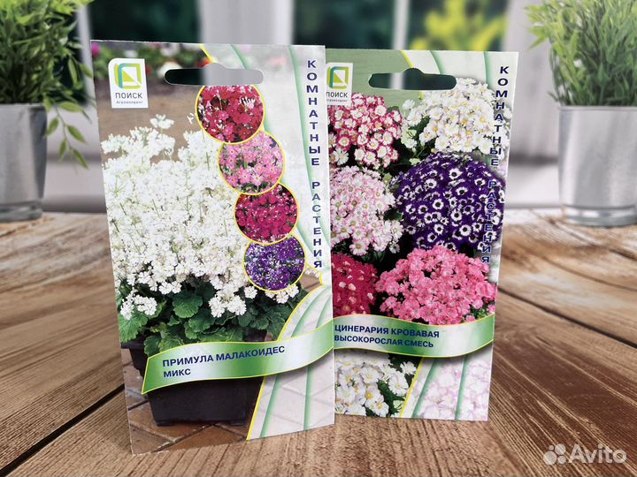 Астры, бархатцы