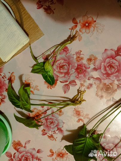 Сингониум черенки укорененные