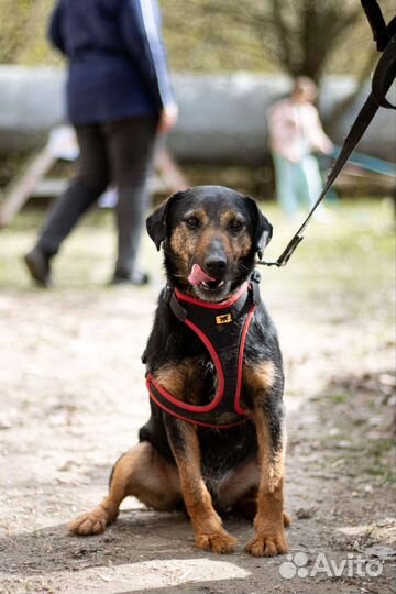 Собака в добрые руки маленькая порода