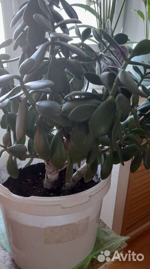 Денежное дерево толстянка