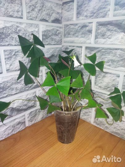 Кислица оксалис