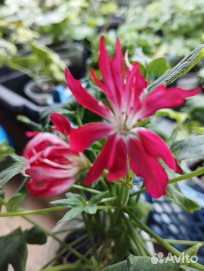 Пеларгония