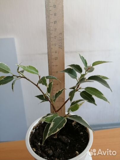 Фикусы бенджамина Регидан и Нина