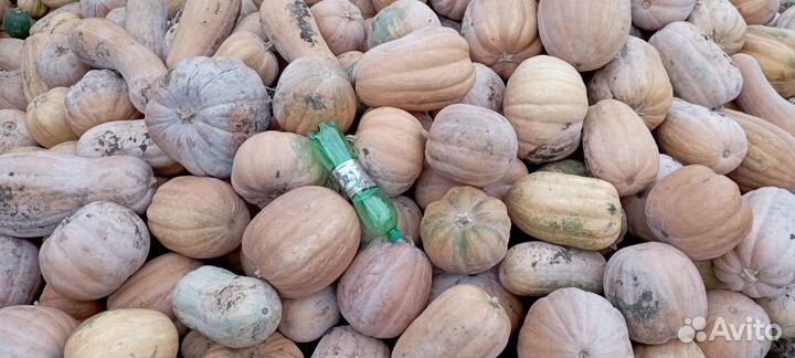 Тыква кормовая