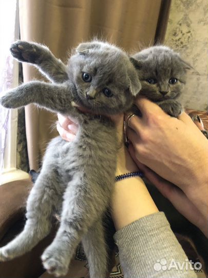 Британские котята