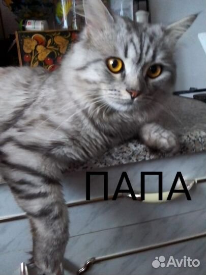 Отдам в добрые руки котёнка