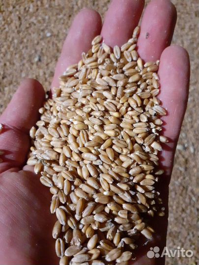 Пшеница