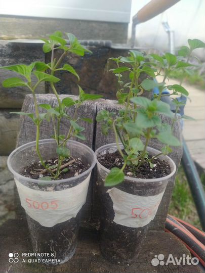 Мята Lemon Fresh и Orange Fresh