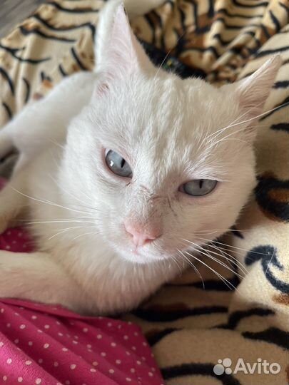 Котята сибирской кошки