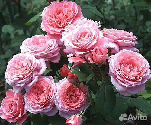 Саженцы роз зкс опт и розница