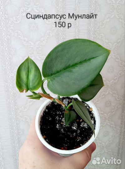 Монстера,филодендрон, калатея