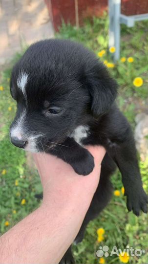 Щенки в добрые руки