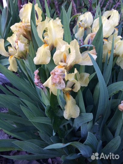 Карликовый ирис хоста