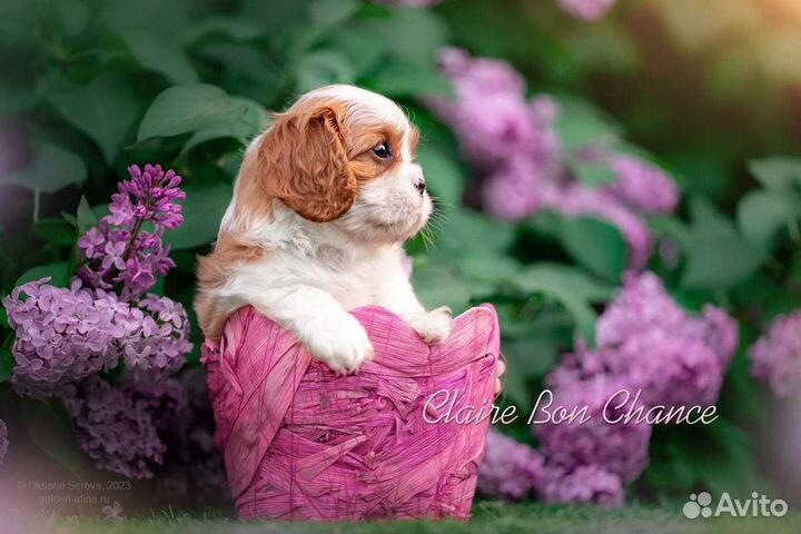 Кавалер Кинг Чарльз Спаниель