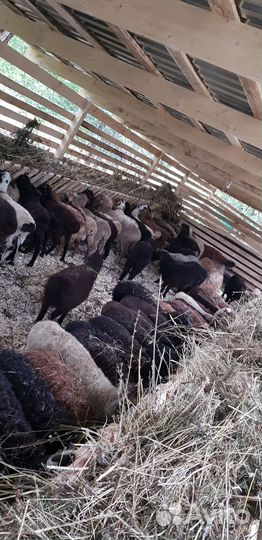 Фермерское хозяйство, бойня