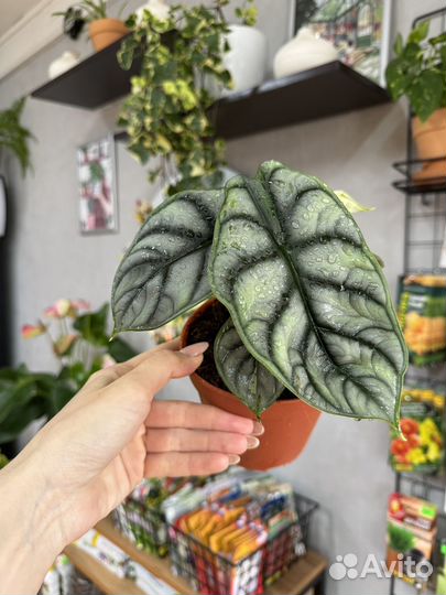 Комнатные растения