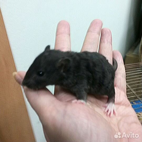 Ласковые крысята