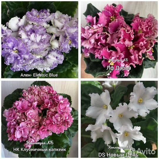 Фиалки сортовые