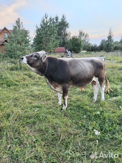 Бык породы щвиц