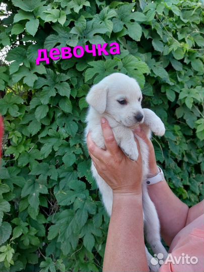 Щенки в добрые руки