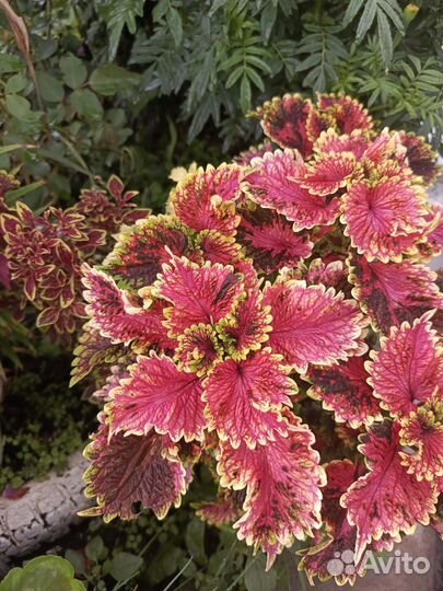 Колеусы вегетативные