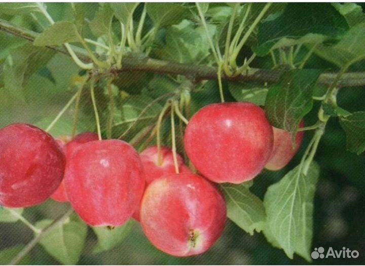 Саженцы яблони 