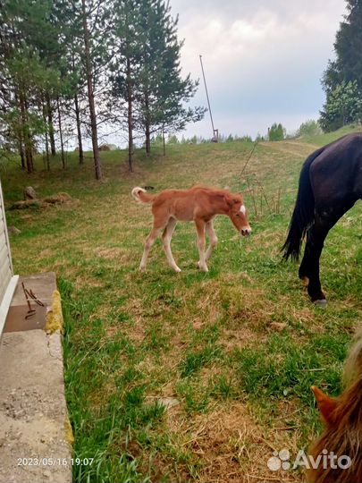 Продаю лошадь