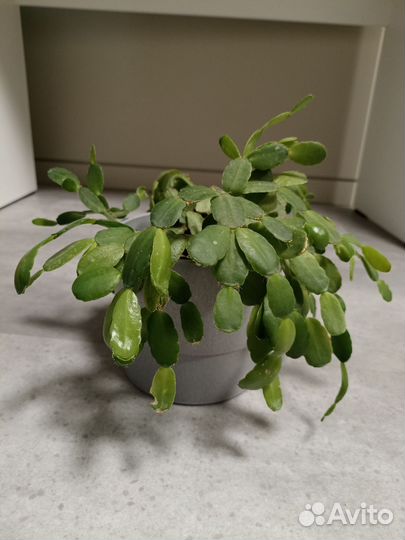 Декабрист шлюмбергера икеа горшок растение