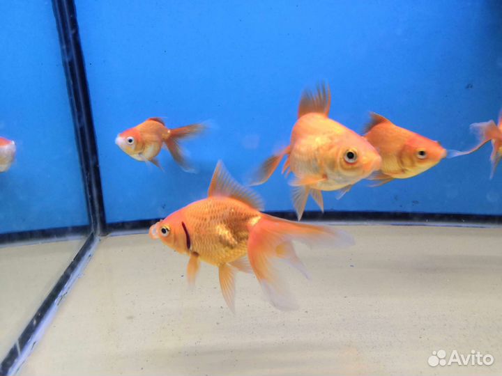 Продам рыбок