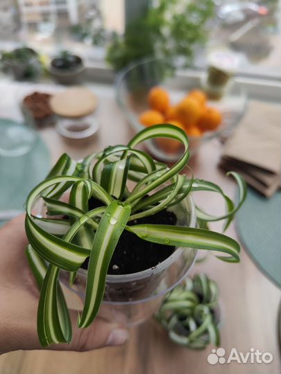 Хлорофитум кудрявый