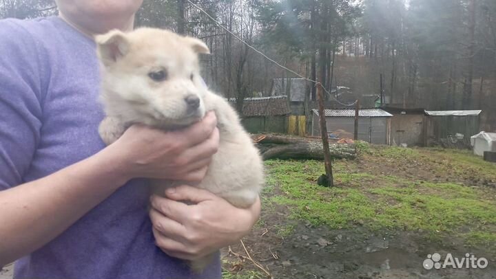 Помесь Хаски и Каролинской