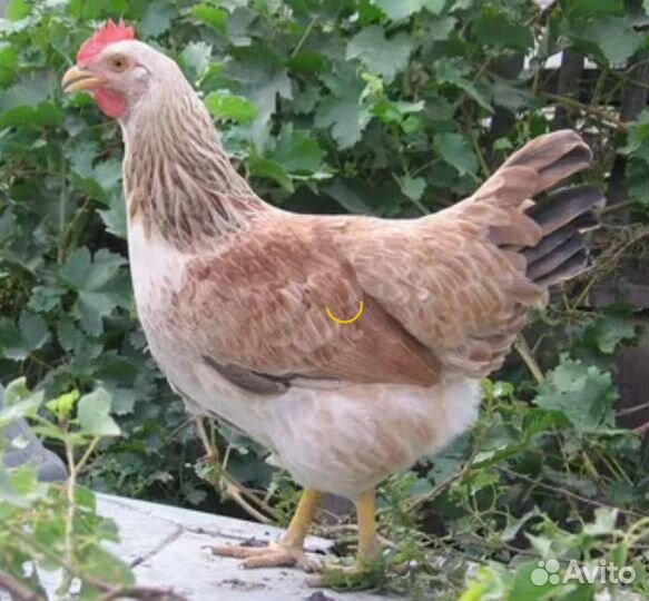 Куры несушки продам