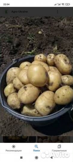 Картофель Молодой Морковь Свекла