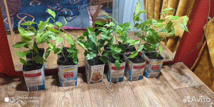 Фикус Даниэль