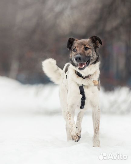 Собака из приюта в добрые руки