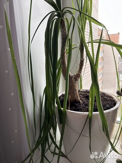 Пальма бокарнея (нолина штамбовая)