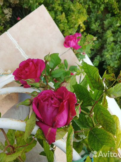 Роза Хью Диксон (Hugh Dickson)