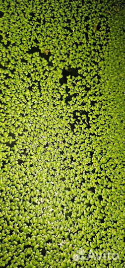 Ряска в аквариум